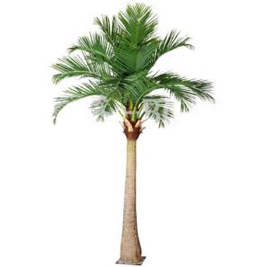 سیڈنی نئی مصنوعی ناریل کے درخت