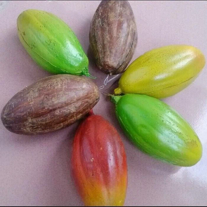 Decorative Cocoa Fruit Tree