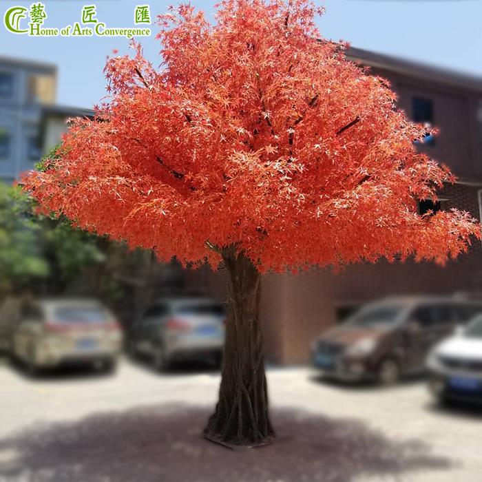 بڑی بیرونی جاپانی اورنج میپل کا درخت