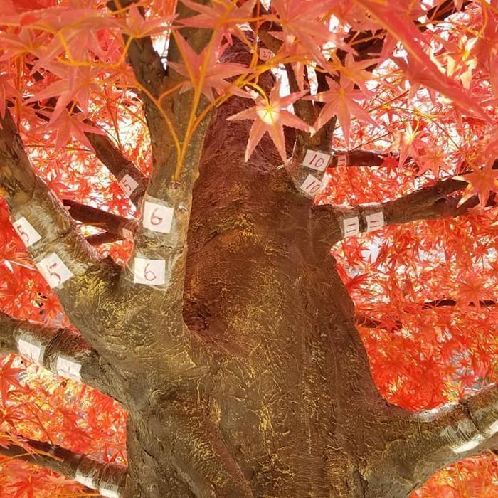 Large Outdoor Japanese Orange Maple Tree