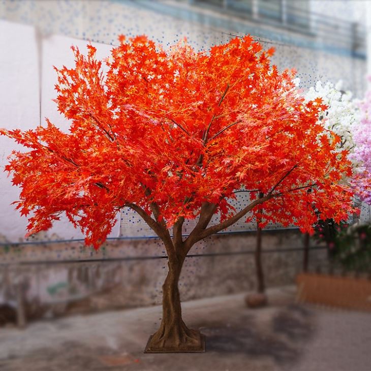 Large Outdoor Japanese Orange Maple Tree